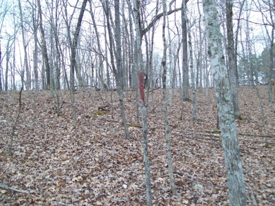 40 +/- Acres Timber Property near Clearwater Lake - image 20