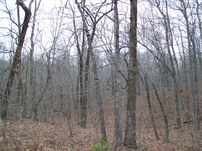 40 +/- Acres Timber Property near Clearwater Lake - image 6