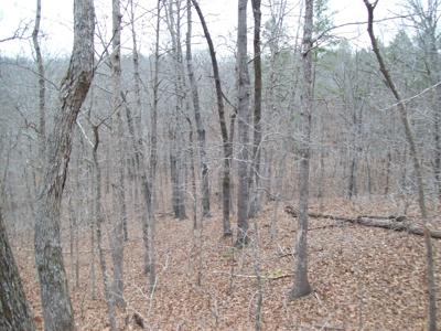 40 +/- Acres Timber Property near Clearwater Lake - image 7
