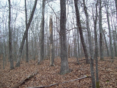 40 +/- Acres Timber Property near Clearwater Lake - image 21