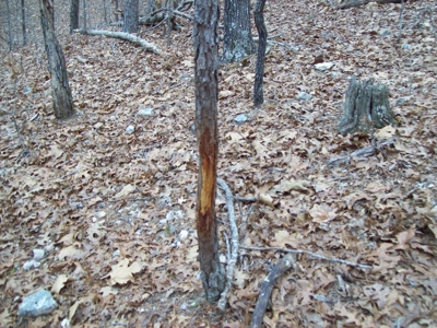 40 +/- Acres Timber Property near Clearwater Lake - image 10