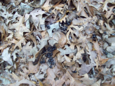 40 +/- Acres Timber Property near Clearwater Lake - image 12