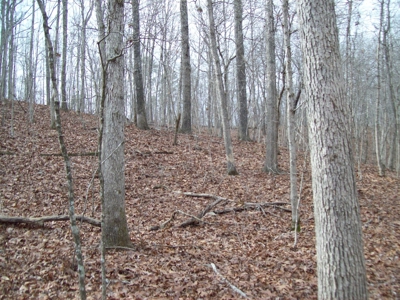 40 +/- Acres Timber Property near Clearwater Lake - image 18