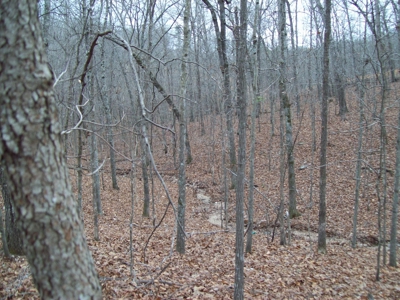 40 +/- Acres Timber Property near Clearwater Lake - image 15