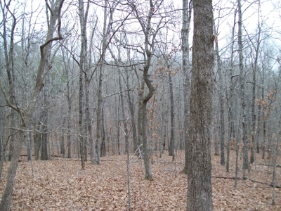 40 +/- Acres Timber Property near Clearwater Lake - image 14