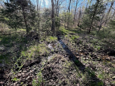 Hunting/Timber Land For Sale in the Ozarks! - image 18