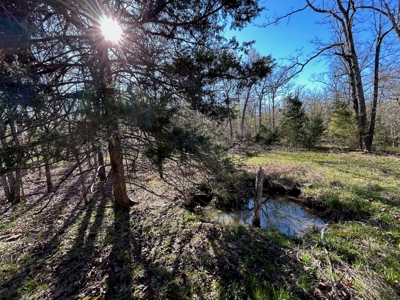 Hunting/Timber Land For Sale in the Ozarks! - image 21