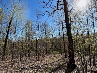 Hunting/Timber Land For Sale in the Ozarks! - image 6
