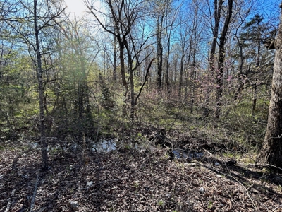Hunting/Timber Land For Sale in the Ozarks! - image 12