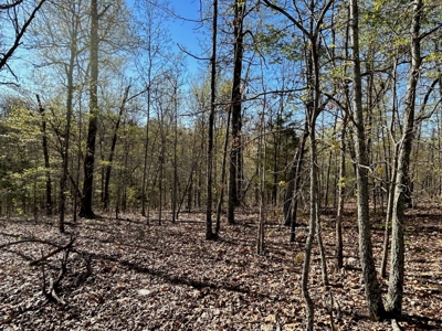 Hunting/Timber Land For Sale in the Ozarks! - image 7