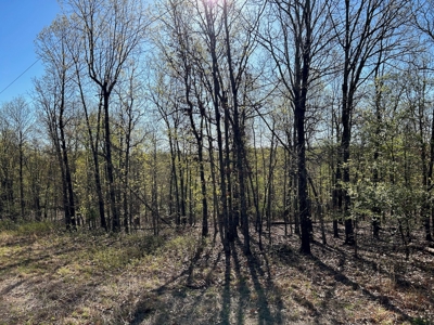 Hunting/Timber Land For Sale in the Ozarks! - image 4