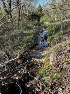 Hunting/Timber Land For Sale in the Ozarks! - image 15