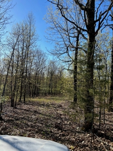 Hunting/Timber Land For Sale in the Ozarks! - image 2