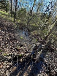 Hunting/Timber Land For Sale in the Ozarks! - image 17
