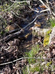 Hunting/Timber Land For Sale in the Ozarks! - image 14