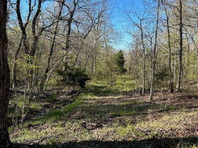 Hunting/Timber Land For Sale in the Ozarks! - image 11