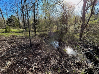 Hunting/Timber Land For Sale in the Ozarks! - image 13