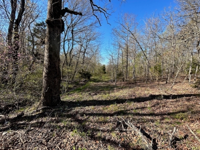 Hunting/Timber Land For Sale in the Ozarks! - image 10