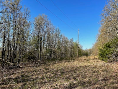 Hunting/Timber Land For Sale in the Ozarks! - image 3