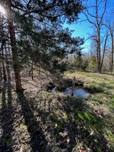 Hunting/Timber Land For Sale in the Ozarks! - image 22