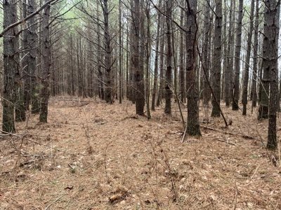 5.59+- Acres on top of the Cumberland Plateau Dunlap - image 6