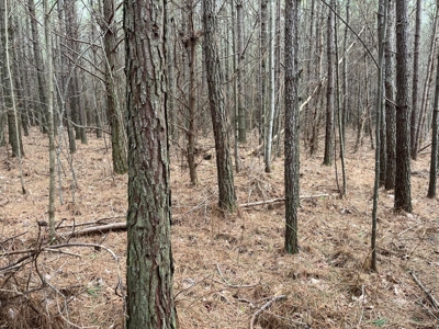 5.59+- Acres on top of the Cumberland Plateau Dunlap - image 13