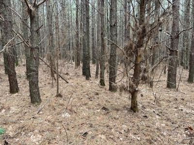 5.59+- Acres on top of the Cumberland Plateau Dunlap - image 10