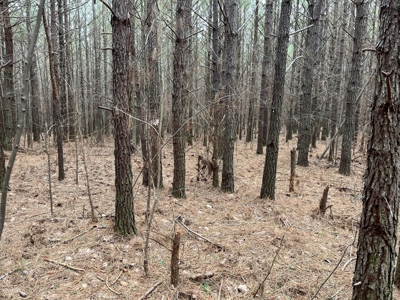 5.59+- Acres on top of the Cumberland Plateau Dunlap - image 9