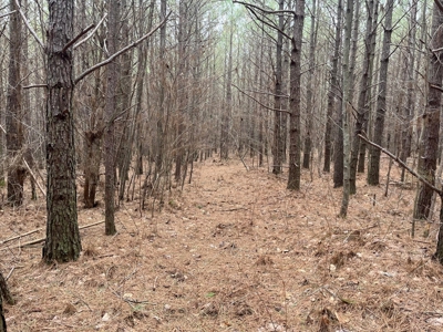 5.59+- Acres on top of the Cumberland Plateau Dunlap - image 17
