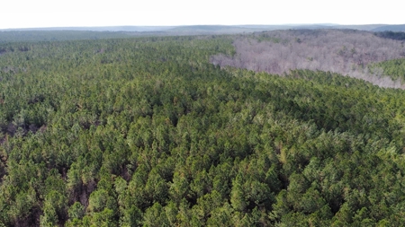 5.59+- Acres on top of the Cumberland Plateau Dunlap - image 2