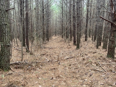 5.59+- Acres on top of the Cumberland Plateau Dunlap - image 15