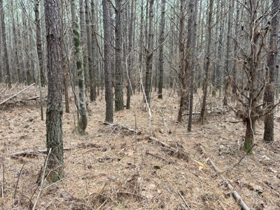 5.59+- Acres on top of the Cumberland Plateau Dunlap - image 11