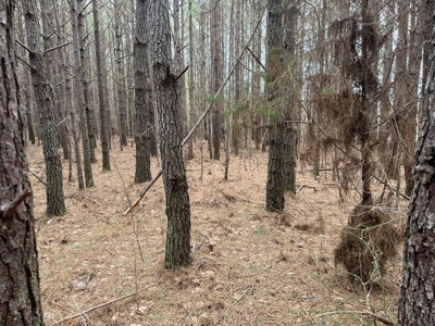 5.59+- Acres on top of the Cumberland Plateau Dunlap - image 5