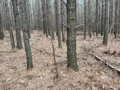 5.59+- Acres on top of the Cumberland Plateau Dunlap - image 12