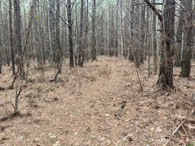 5.59+- Acres on top of the Cumberland Plateau Dunlap - image 7