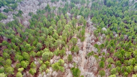 Timberland Property Lafayette County Arkansas - image 8