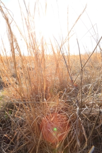 Land For Sale Clinton Missouri - image 4