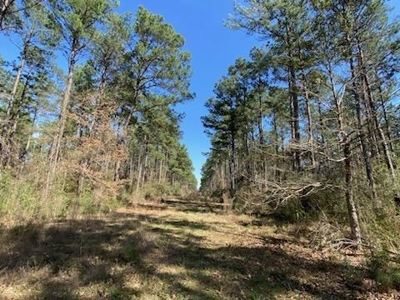 Mature Pine Plantation - image 6