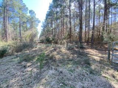 Mature Pine Plantation - image 5