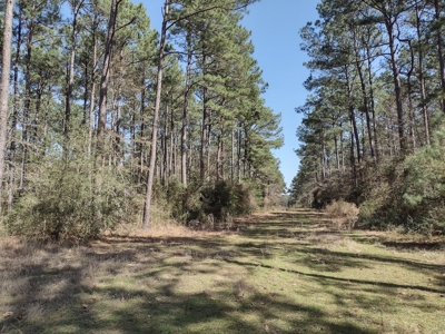 Mature Pine Plantation - image 9