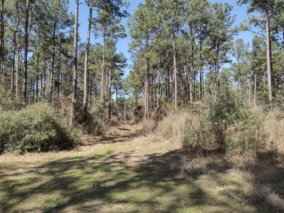 Mature Pine Plantation - image 10