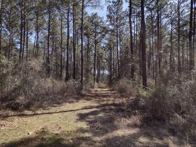 Mature Pine Plantation - image 12