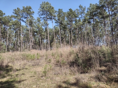 Mature Pine Plantation - image 20