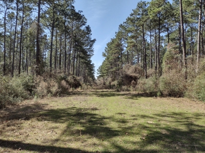 Mature Pine Plantation - image 11