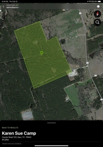 Mature Pine Plantation - image 3