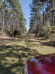 Mature Pine Plantation - image 14