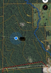 Mature Pine Plantation - image 4