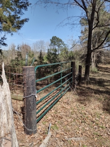 Mature Pine Plantation - image 18