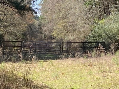 Mature Pine Plantation - image 8