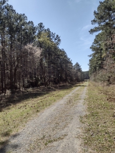 Mature Pine Plantation - image 23